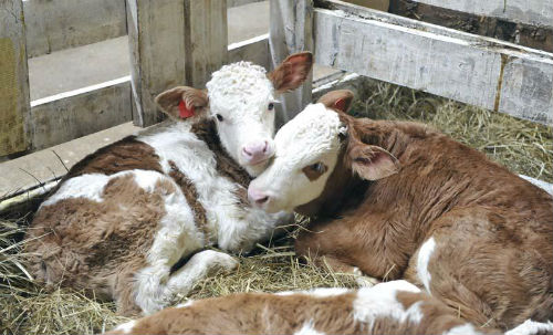 korovi_simmental